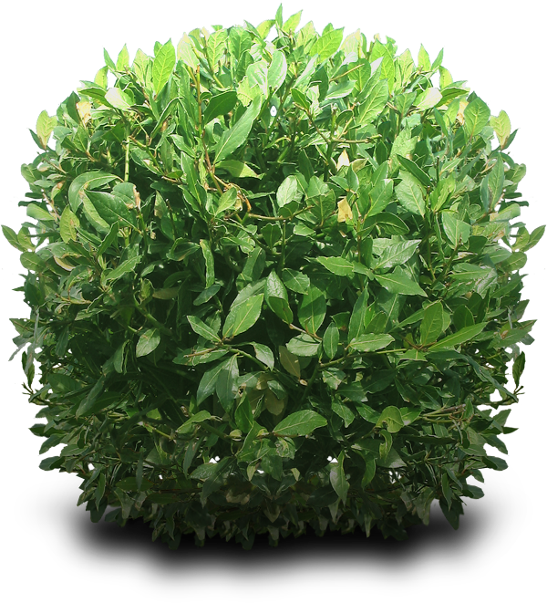 Shrub Png By Dbszabo1 - Bushes Png (600x661), Png Download