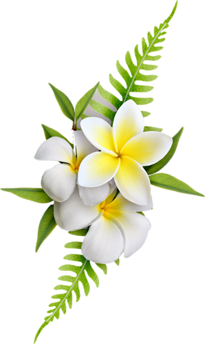 Pin By Jill Kingston On Printables - Plumeria Png (298x500), Png Download
