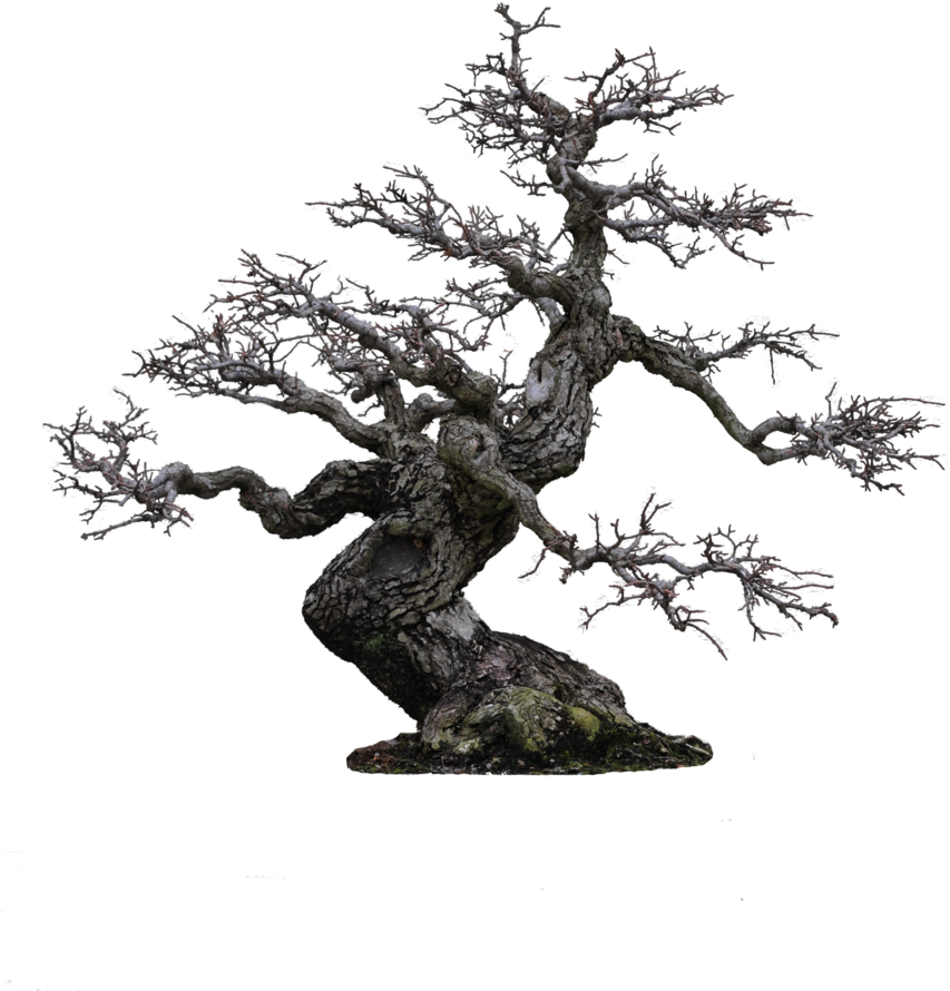 Tree Sketch Png Transparent - Bonsai Hd (800x1000), Png Download