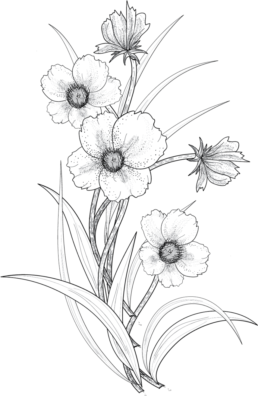 Flowers 3 Png By Roula33 On Deviantart - Flower Line Drawing Png (900x1311), Png Download