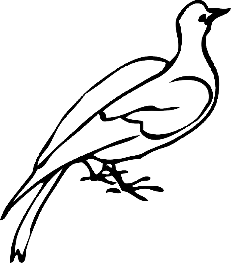 Mb Image/png - Dove Clip Art (800x912), Png Download