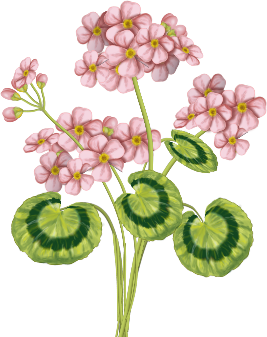 View All Images At My 4shared Folder - Impatiens (1056x1332), Png Download