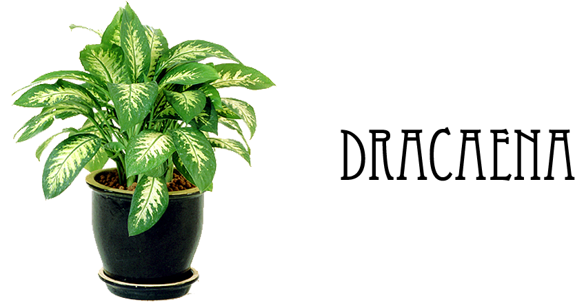 Indoor Plants - Chinese Evergreen Indoor Plant (1000x440), Png Download
