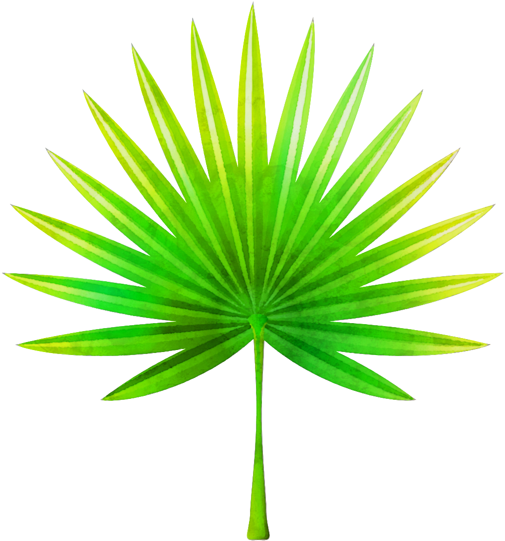 Hand Painted Fan Shaped Leaves Png Transparent - Tropical Leaf Clipart (1024x1091), Png Download