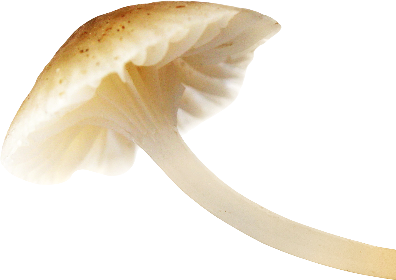 Mushroom Png Image - Mushroom Png (1024x756), Png Download