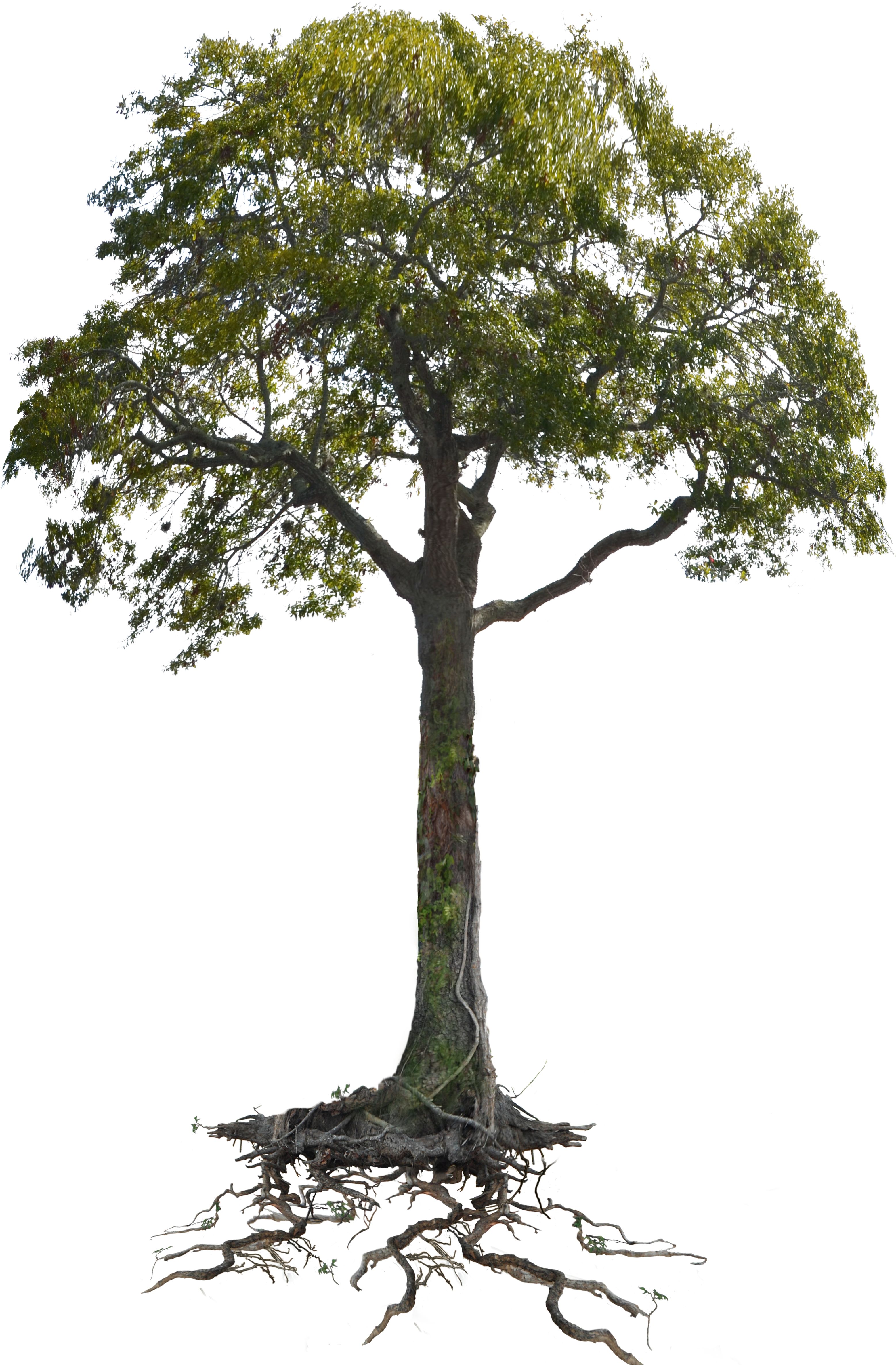 Tree Roots Png Svg Transparent Stock - Tree With Roots Png (3605x4928), Png Download