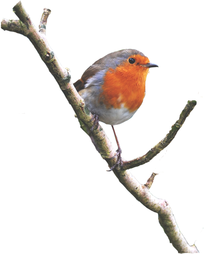 Robin On A Branch Png - Bird On Branch Png (853x937), Png Download
