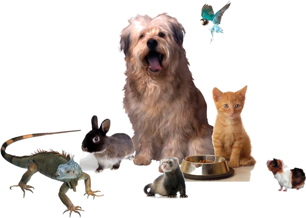 Many Animals - Therapy Dog And Other Stories (1111x789), Png Download