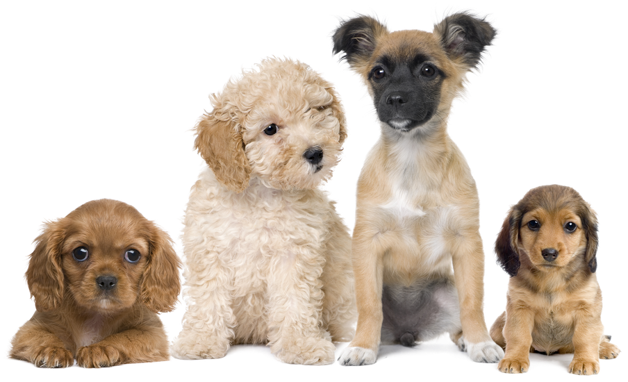 Puppies Transparent Background Png - Imagem De Cachorro Png (1170x669), Png Download
