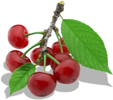 Twig Of Cherry Png Clipart - Cherry Leaf Png (500x444), Png Download