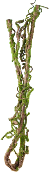 Reptile Thick Climber Vine 22033 - Vine (738x742), Png Download