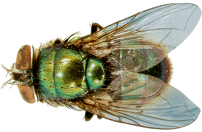 Flies - Green Bottle Fly Wings (450x300), Png Download