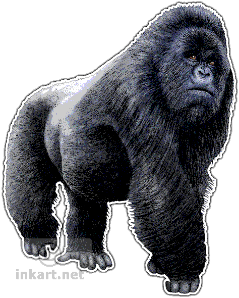 Wildlife Art Rainforest Mammals - Eastern Lowland Gorilla Png (474x590), Png Download