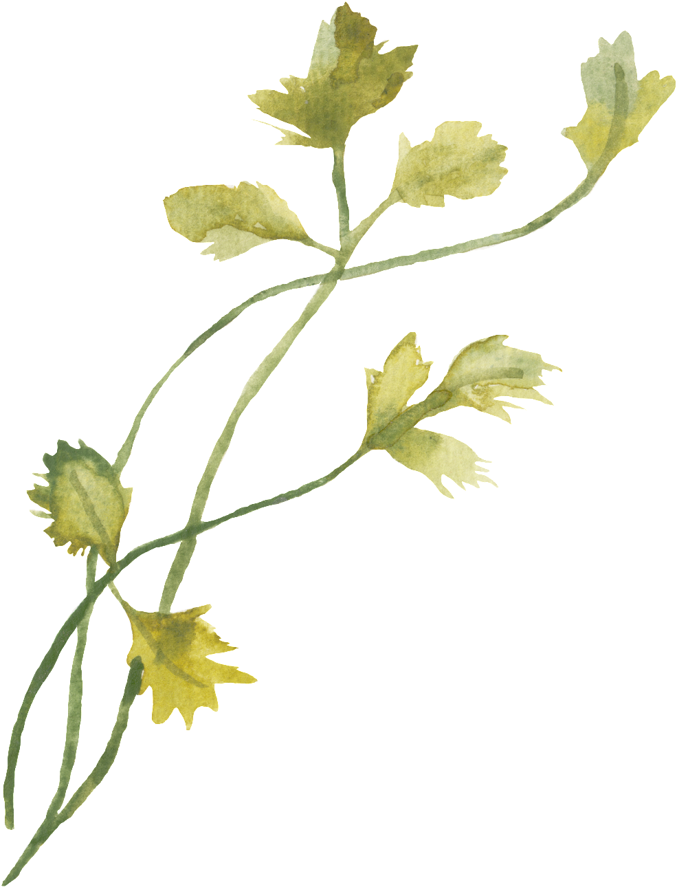 Vine Transpa Decorative Png S - Cilantro Watercolor Print (1024x1327), Png Download