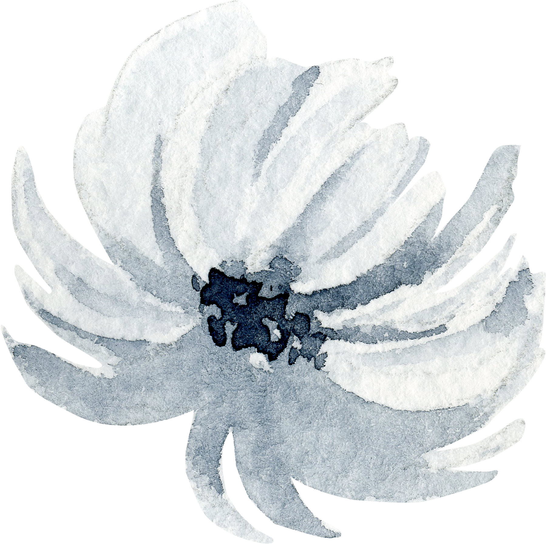 Flr - American Witch Hazel (1799x1790), Png Download