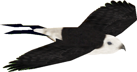 Swallowtailkite - Swallow Tailed Kite Png (541x541), Png Download