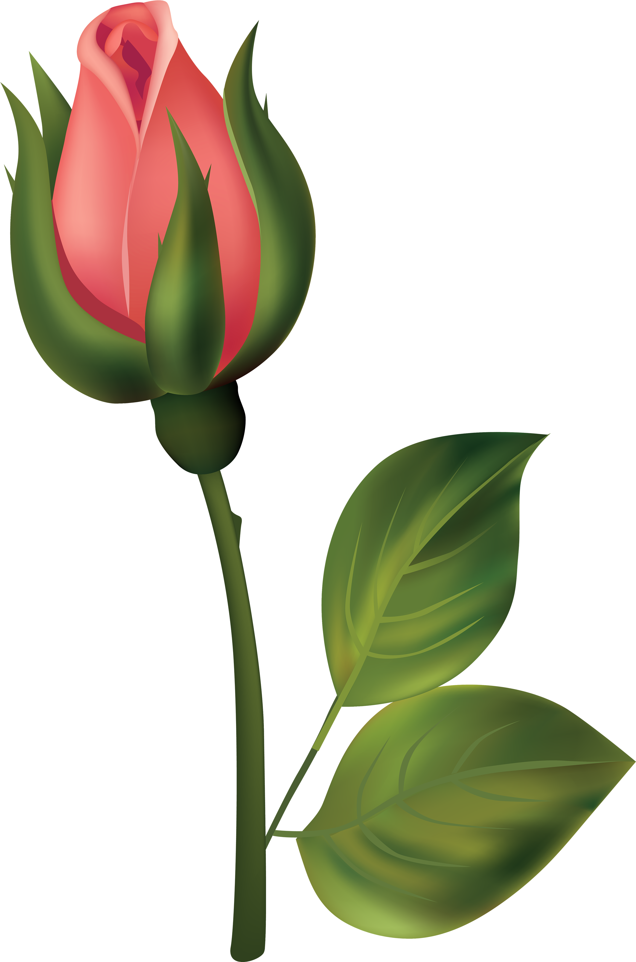 White Rose Clipart Rosebud - Flower Bud Art (2644x4000), Png Download