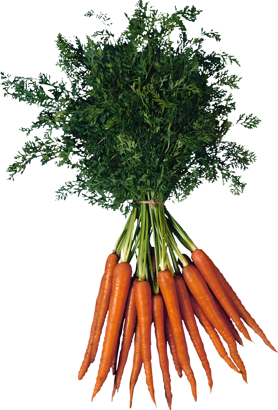 Carrot Png Image - Types Of Vitamins B (900x1329), Png Download