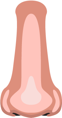 Nose - Illustration (400x401), Png Download