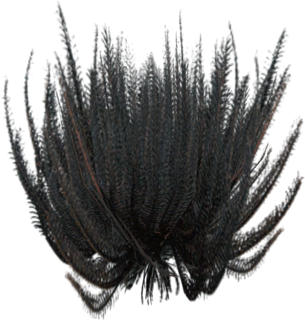 Feather Star 2 - Plant (1250x1250), Png Download