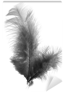 Black Feather On A White Background Wall Mural • Pixers® - Photography (400x400), Png Download