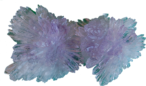 Amethyst Flower - Browallia Americana (500x290), Png Download
