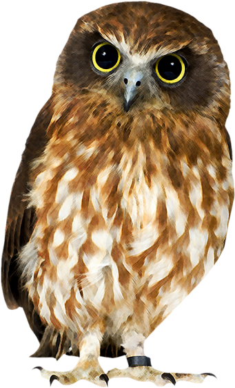 Owl With White Background (700x700), Png Download