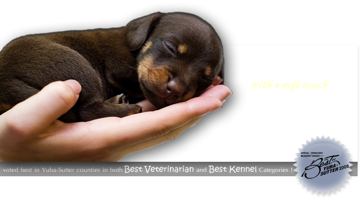 Png24 In Photoshop - Veterinarian (745x410), Png Download