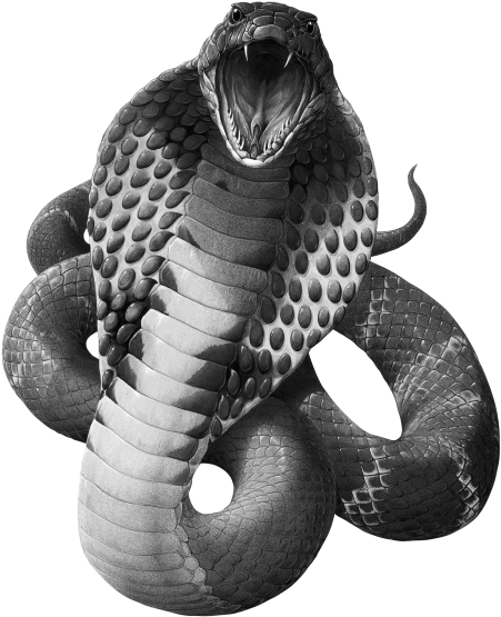 Black Mamba Snake Png Image Background - King Cobra Snake Png (487x600), Png Download