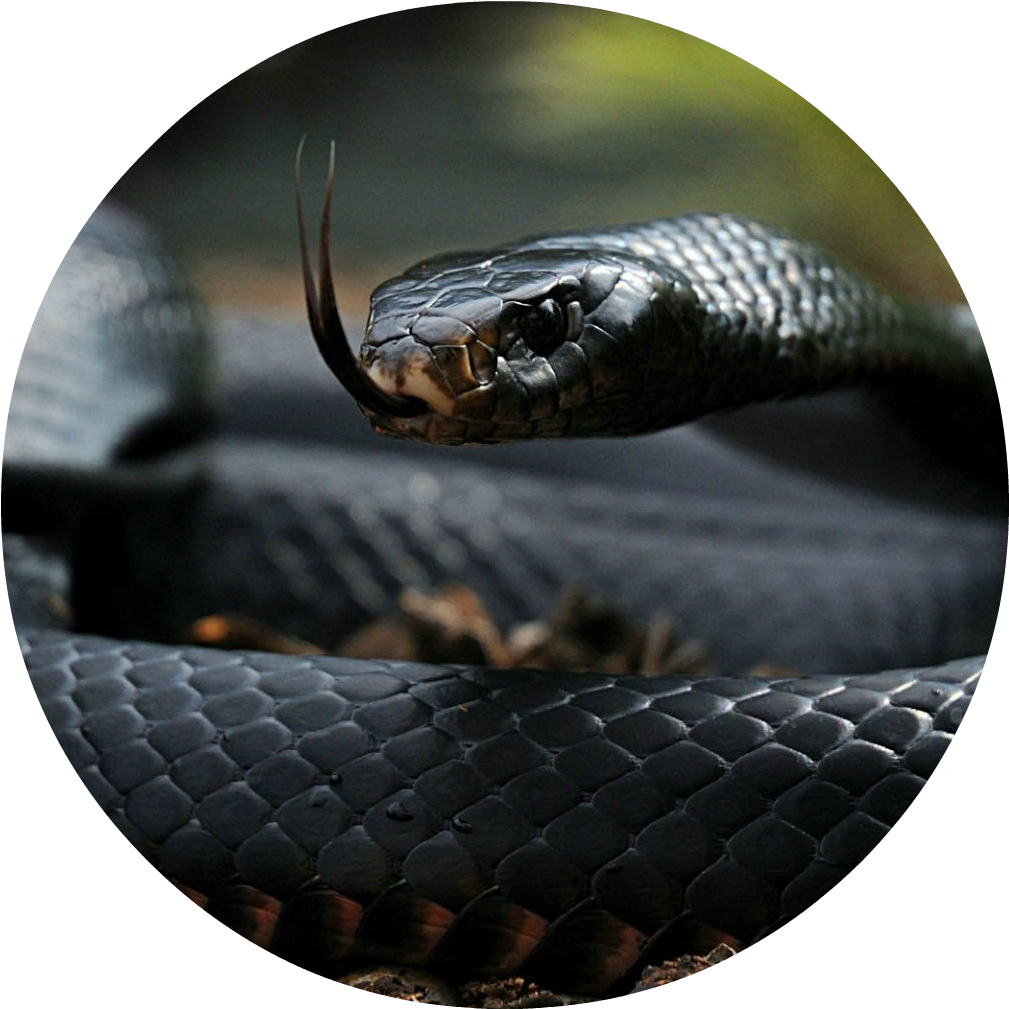 Cobra Wild Snake Nature Tongue Black Color Animals - Black Cobra Snake Hd (1128x1080), Png Download