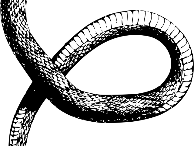 Original - Snake Drawing Transparent (640x480), Png Download