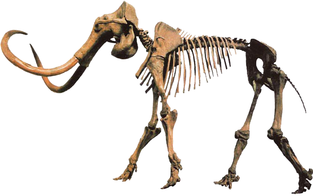 Hebior Mammoth Clean - Mammoth Fossils (1051x659), Png Download