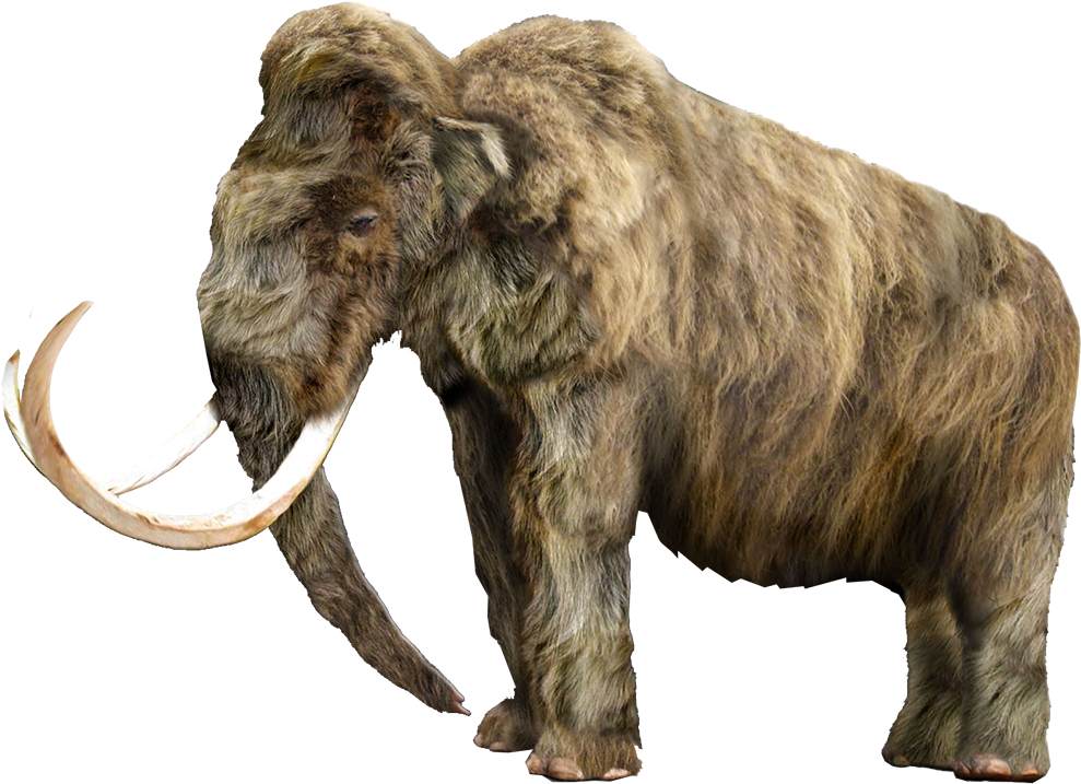 Mammoth Vector Tusk - Mastodon Png (1000x720), Png Download