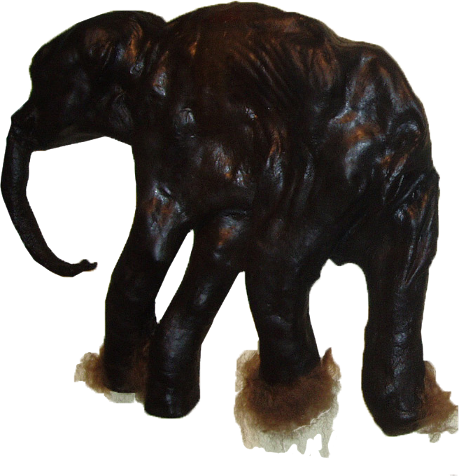 Mammuthus Primigenius Mummy - Dima Wooly Mammoth (656x680), Png Download
