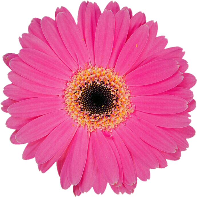 Transparent Stock Pink Gerbera Daisy By Jeanicebartzen - Pastel Pink Flower Transparent (719x717), Png Download