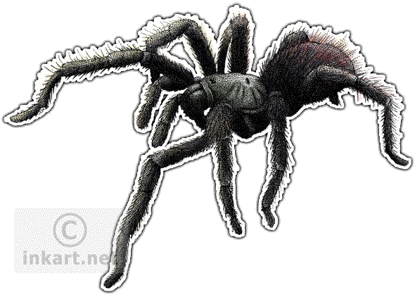 Bay Area Blond Tarantula Decal - Tarantulas Of The World Journal (590x419), Png Download