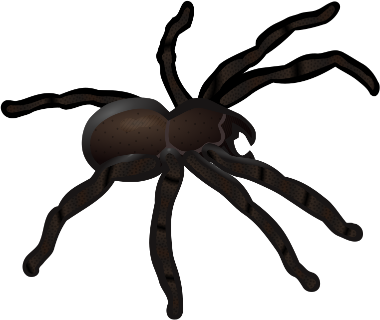 Graphic Royalty Free Coloured Medium Image Png - Tarantula Clipart (800x800), Png Download