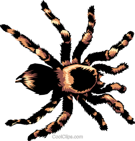 Tarantula Royalty Free Vector Clip Art Illustration - Tarantula Clipart No Background (459x480), Png Download