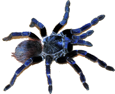 Transparent Cobalt Blue By Dagger - Cobalt Blue Tarantula Transparent (500x375), Png Download