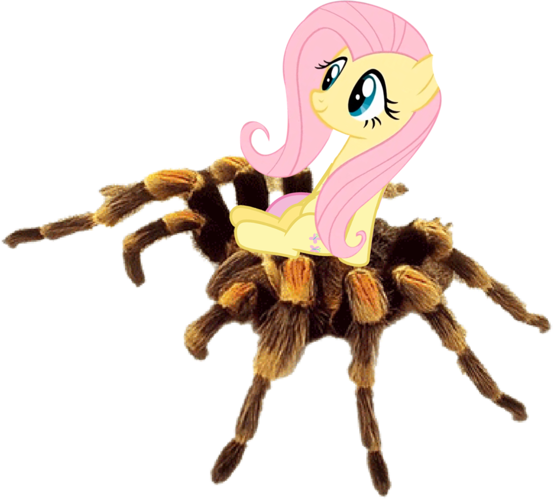 Female, Fluttershy, Mare, Pegasus, Pony, Red-kneed - Fluttershy Tarantula (1134x1024), Png Download