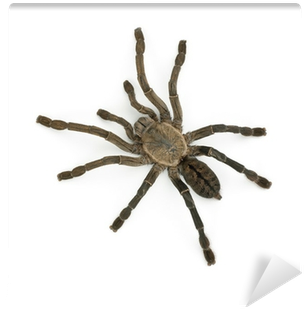 Tarantula (400x400), Png Download
