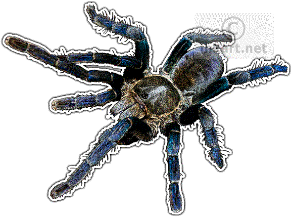 Cobalt Blue Tarantula Decal - Cobalt Blue Tarantula Transparent (590x439), Png Download