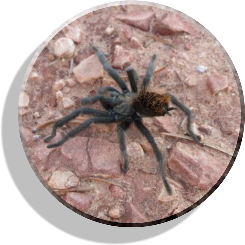 Durango (840x840), Png Download