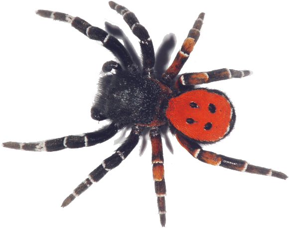 Henry Rollins As An Unusually Stacked Worm - Tarantula (1700x500), Png Download