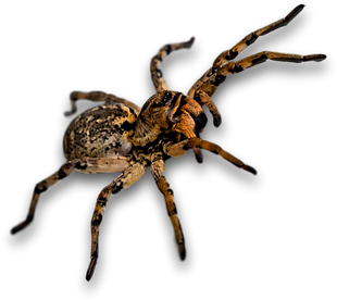 Spider, Bug, Insect - Inseto Png (510x340), Png Download