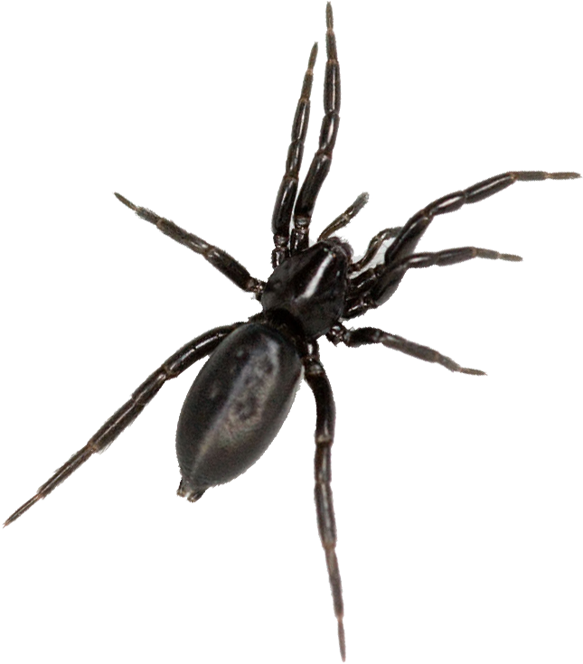 Critically Endangered Spider Found In 'haachts Broek' - Spider With White Stripe On Back Australia (684x755), Png Download