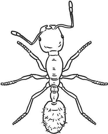 Ant (500x500), Png Download