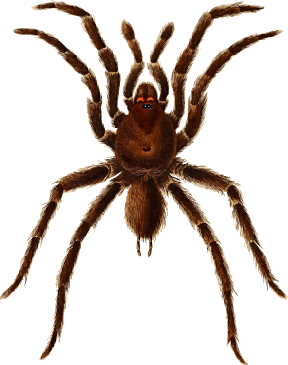 European Garden Spider Barn Spider Tarantula Histoire - Tarantula (591x750), Png Download