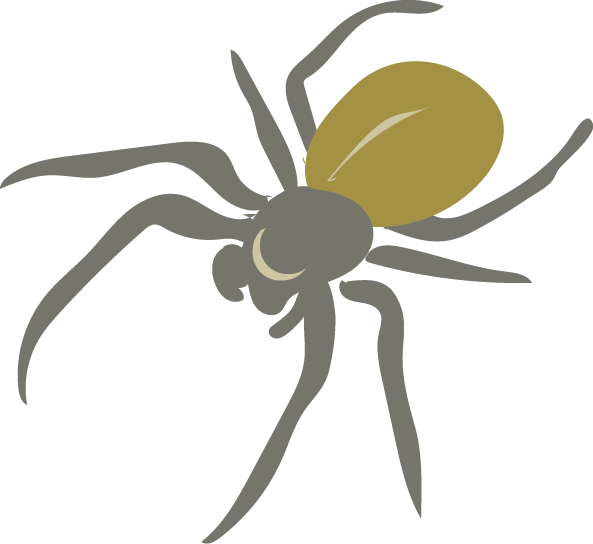 Learn To Distinguish Some Coarse Groupings Of Species - Tangle-web Spider (593x544), Png Download