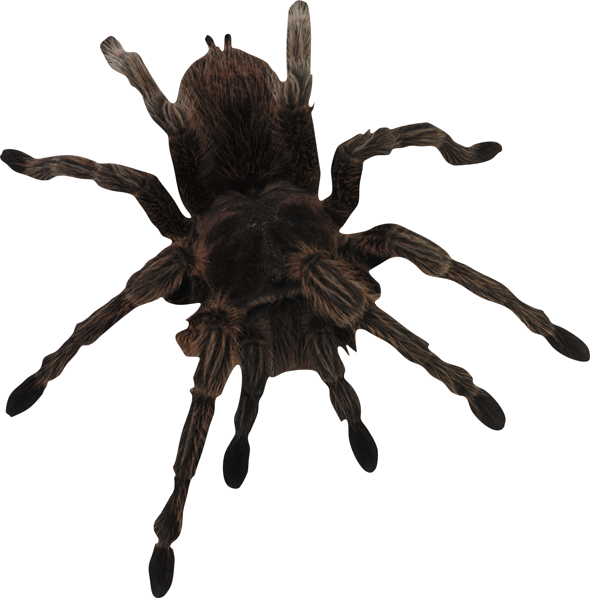 Download - Spider Silhouette (1954x1980), Png Download